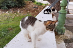 220321-24-Meeting-in-Kissamos-128