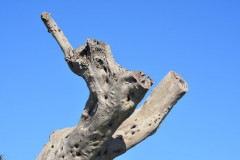 221108-Walk-along-the-coast-126