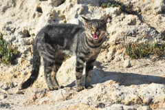 221108-Walk-along-the-coast-139
