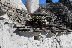 221109-Alberobello-210