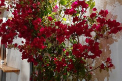 221109-Polignano-a-mare-36