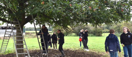 Apple harvest on orchard meadows