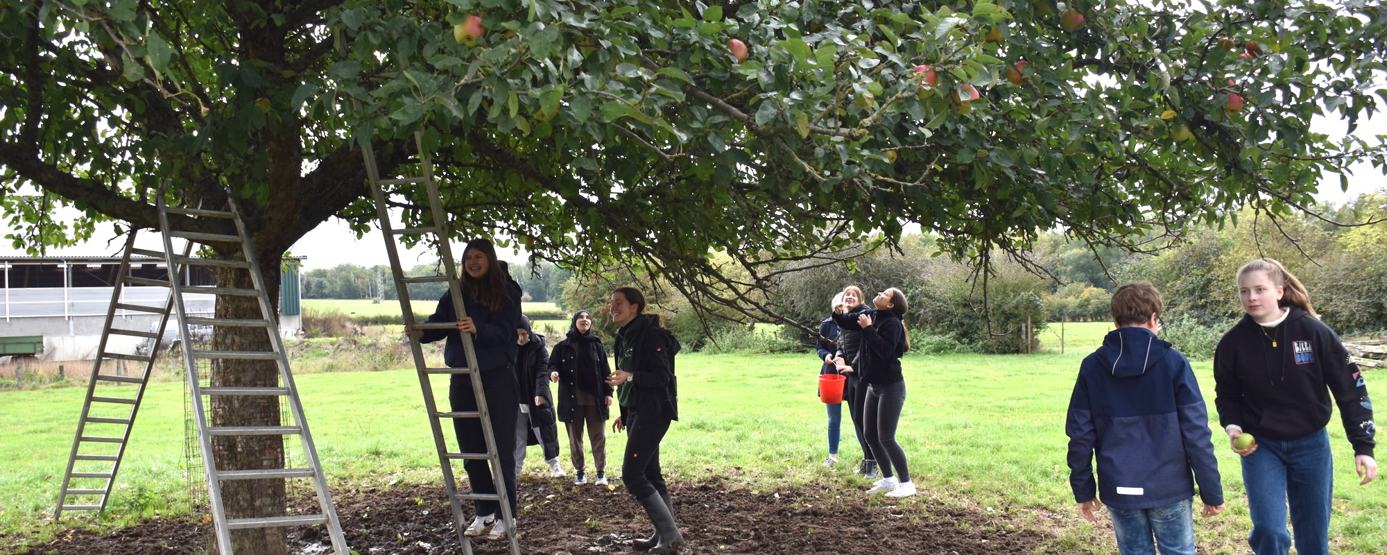 Apple harvest on orchard meadows